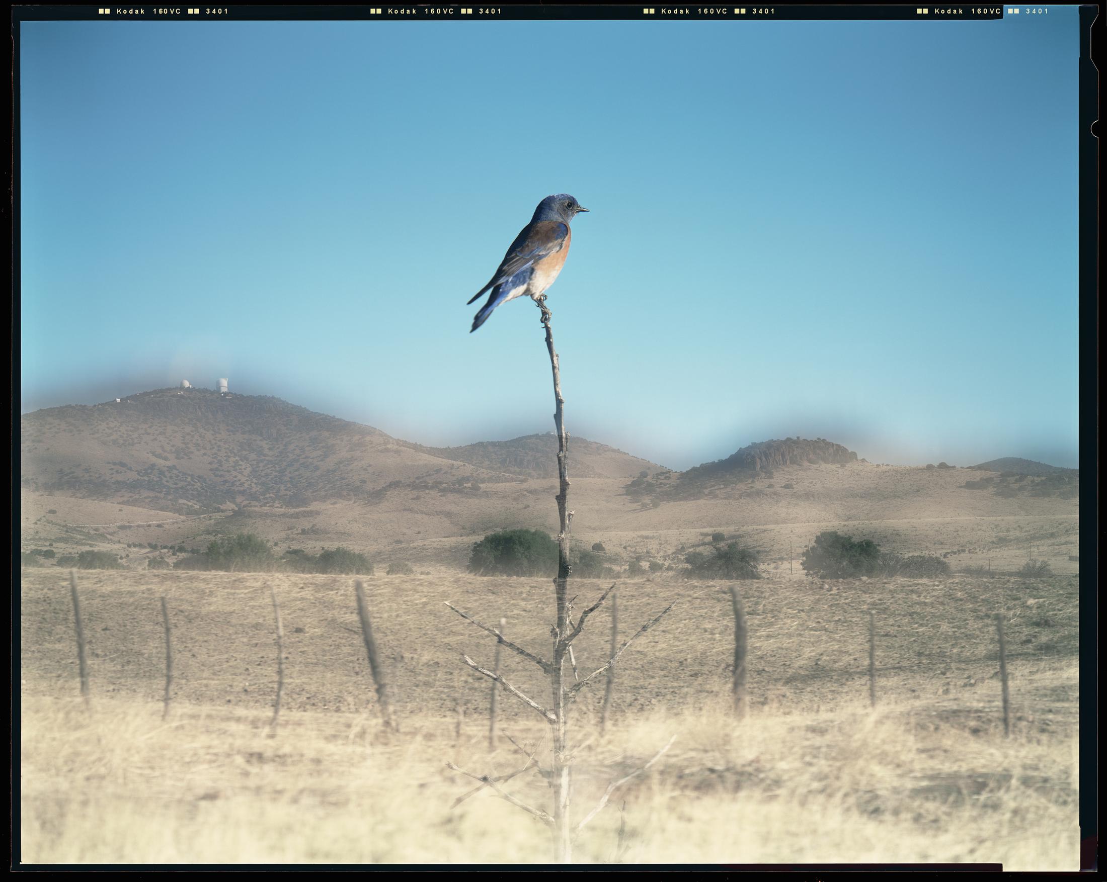 Jean-Luc Mylayne «N° 450, Janvier Février Mars 2007» (183 x 228 cm) at Aargauer Kunsthaus, Aarau / Collection Mylène et Jean-Luc Mylayne / © Jean-Luc Mylayne / Courtesy: Mylène & Jean-Luc Mylayne; Gladstone Gallery, New York, Bruxelles; Sprüth Magers, Berlin, London, Los Angeles