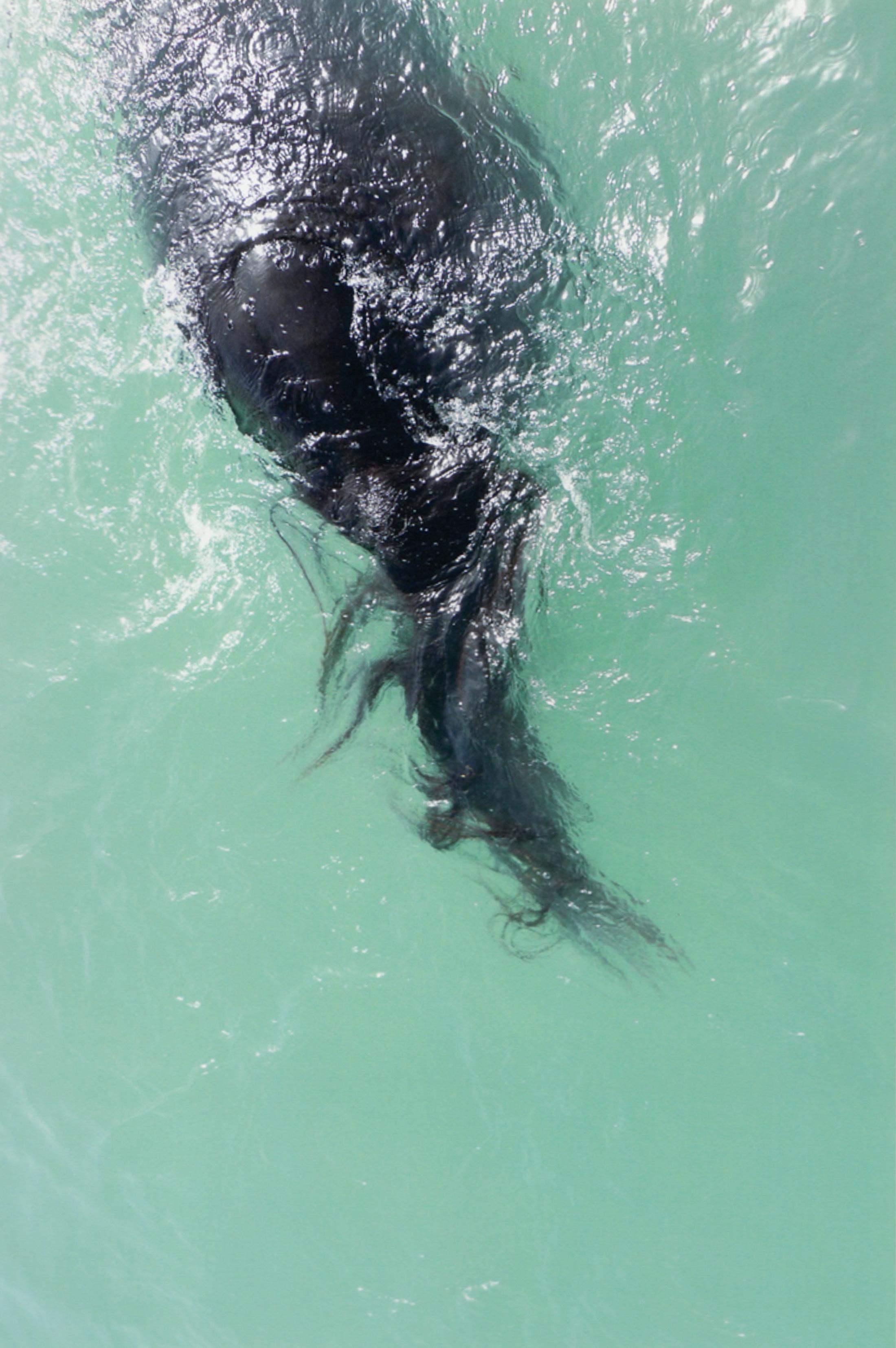 Exhibition View Jitka Hanzlová Soloshow (view on Jitka Hanzlová, #40 Untitled, 2012 (Swimming), from HORSE 2007-2014, archival pigment colour print on OBA- & acid-free, 100% cotton paper, edition of 8, ed. 7/8, image 27 x 18 cm) at Mai 36, Zurich, 2020 / Courtesy: the artist and Mai 36
