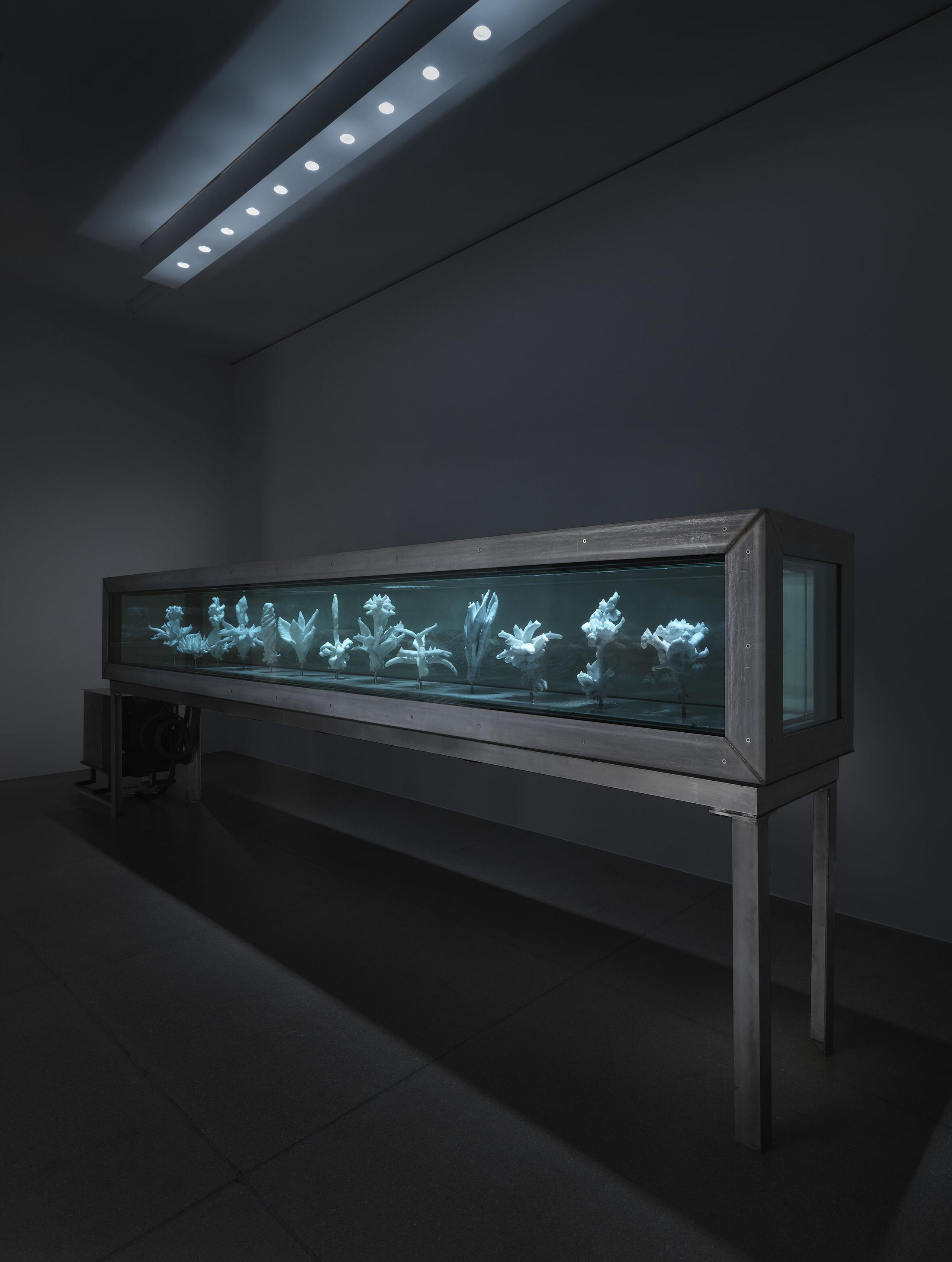 Exhibition View Julian Charrière Soloshow «Towards No Earthly Pole; view on Julian Charrière, Tropisme, 2014» at Aargauer Kunsthaus, Aarau, 2020 / Photo: Jens Ziehe / © 2020, ProLitteris, Zürich / Courtesy: the artist