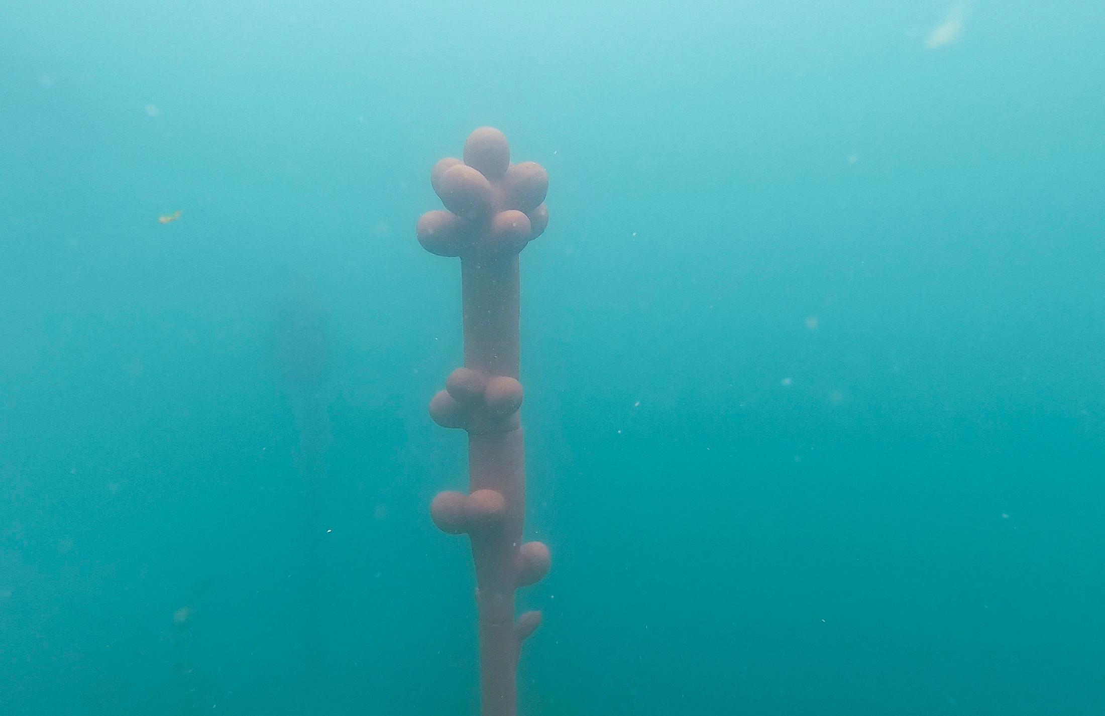 Exhibition View Groupshow «Modern Nature: An Hommage to Derek Jarman, part II; view on Marie Griesmar, Benthic Zone series, 2019-2020, (video still)» at La Becque, La Tour-de-Peilz, 2020 / Courtesy: the artists and La Becque