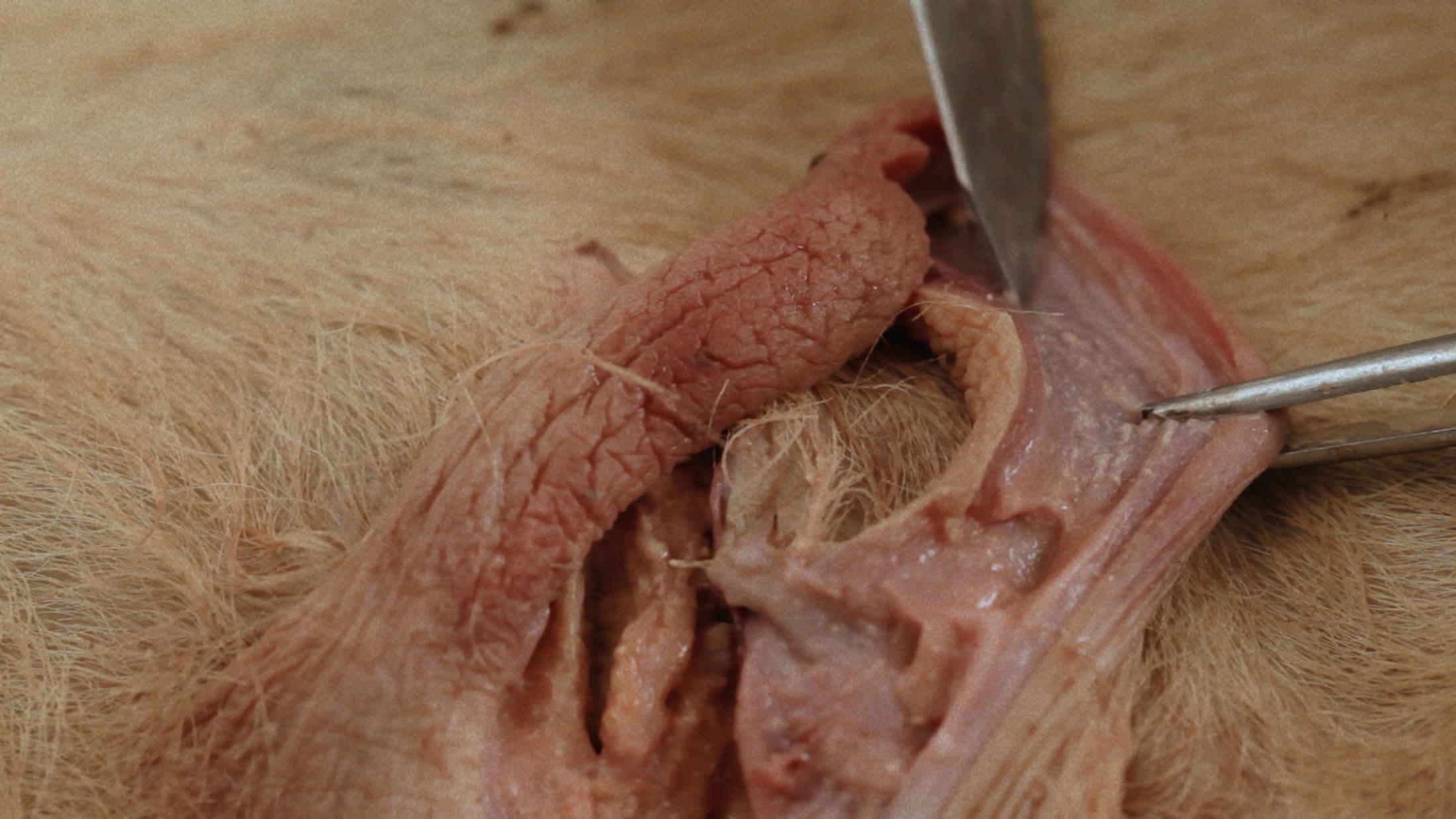 Exbition View Marianna Simnett Soloshow «LAB RATS; view on Blood In My Milk, 2018 (video still)» at Kunsthalle Zürich, Zurich, 2019 / © Marianna Simnett / Courtesy: the artist and Kunsthalle Zürich