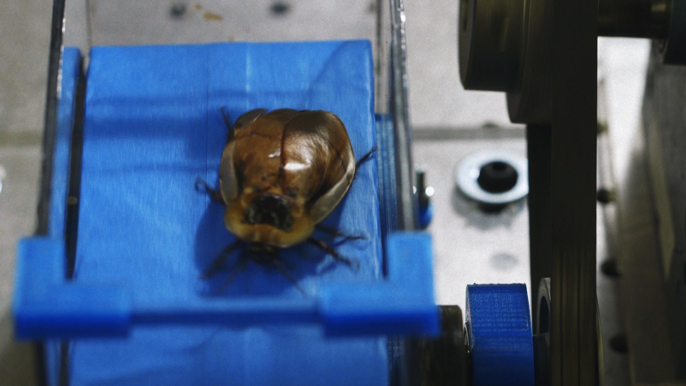 Exbition View Marianna Simnett Soloshow «LAB RATS; view on Blood In My Milk, 2018 (video still)» at Kunsthalle Zürich, Zurich, 2019 / © Marianna Simnett / Courtesy: the artist and Kunsthalle Zürich