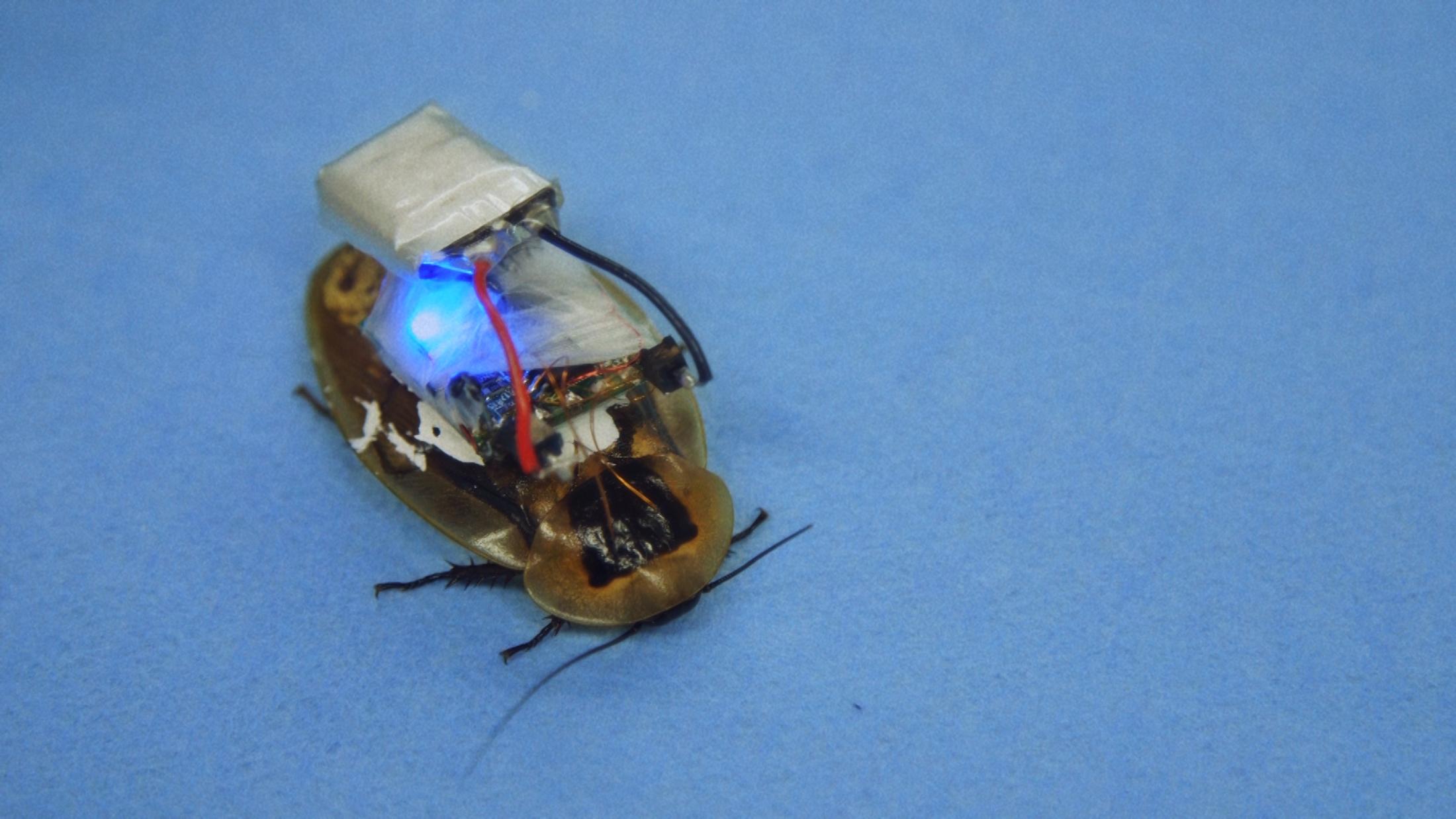 Exbition View Marianna Simnett Soloshow «LAB RATS; view on Blood In My Milk, 2018 (video still)» at Kunsthalle Zürich, Zurich, 2019 / © Marianna Simnett / Courtesy: the artist and Kunsthalle Zürich