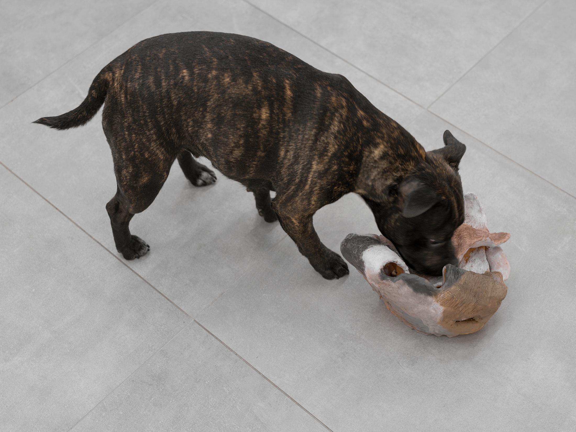 Exhibition View Group Show «Movie Buff; view on Valerio Nicolai, Ciotola per cani, 2021» at All Stars, Lausanne, 2021 / Photo: Julien Gremaud / Courtesy: the artist and All Stars