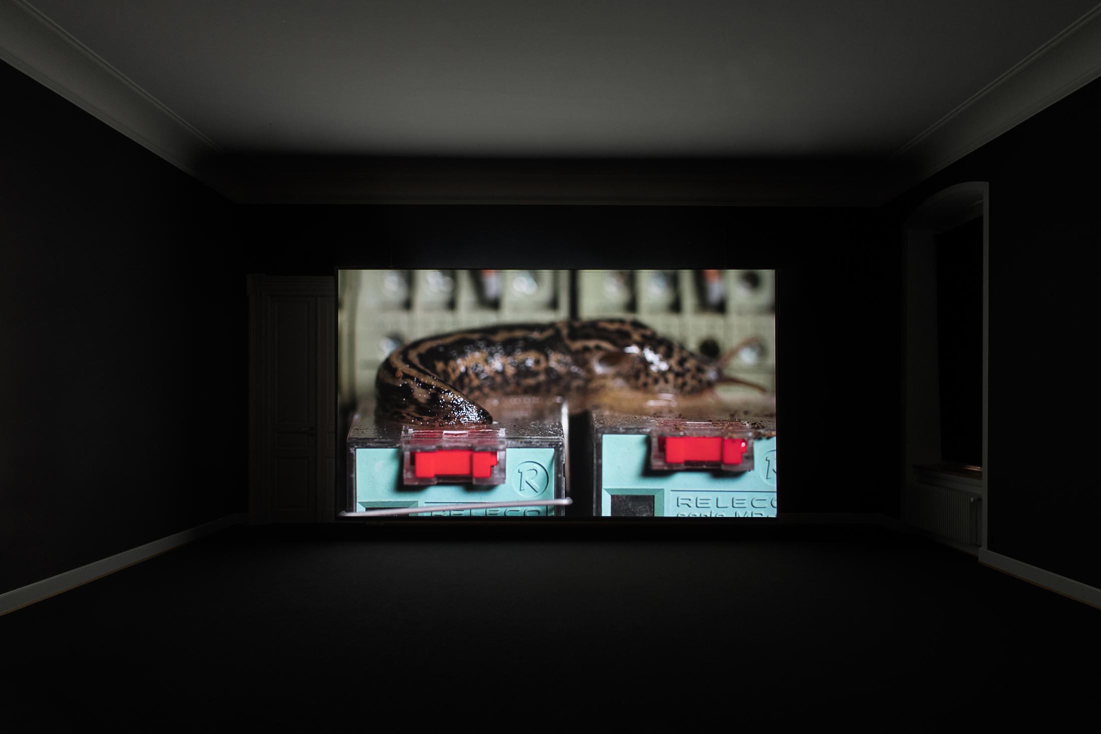 Installation View Nina Canell featuring Robin Watkins «Reflexologies / View on: Energy Budget, 2018» at Kunstmuseum St. Gallen, 2018 / Courtesy: the artist / Photo: Sebastian Stadler